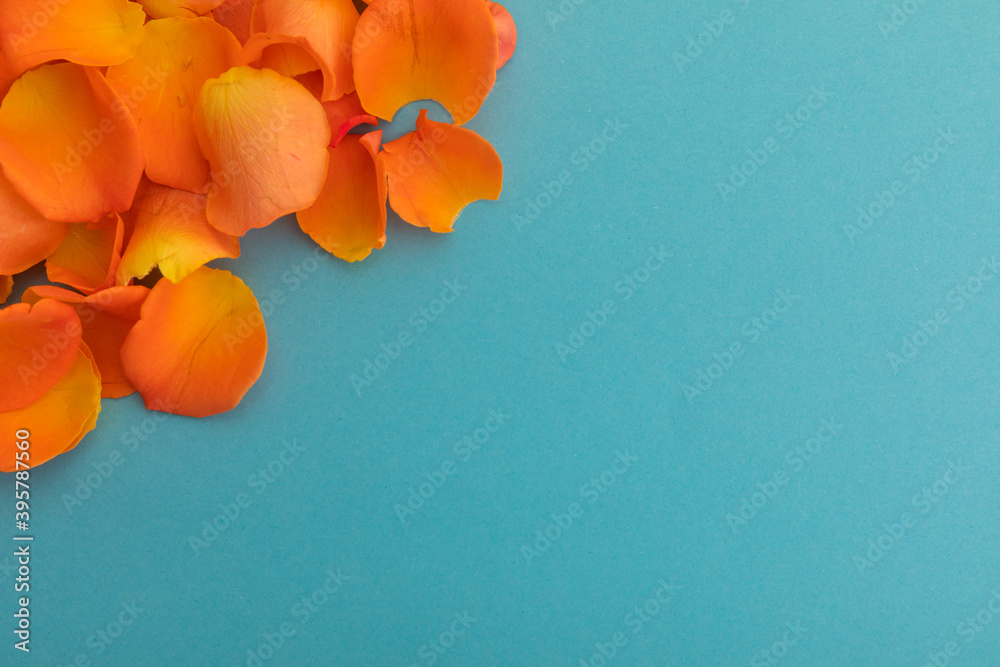 Close up of orange rose petals on blue background