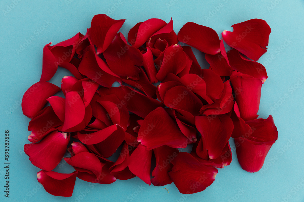 Fototapeta premium Close up of red rose petals arranged on blue background