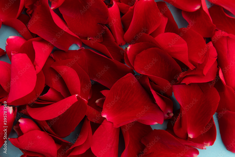 Fototapeta premium Close up of red rose petals on blue background