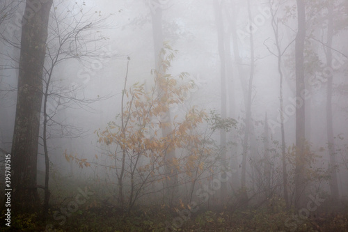 Tree wrapped in a morning mystery of mist