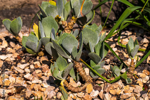View of succulent cotyledon orbiculata plant