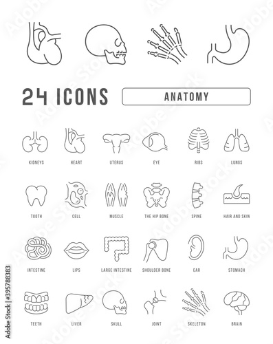 Set of linear icons of Anatomy