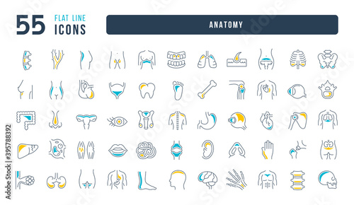 Set of linear icons of Anatomy