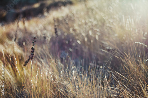 Abstract blurred sunny grass background. Selective focus used.