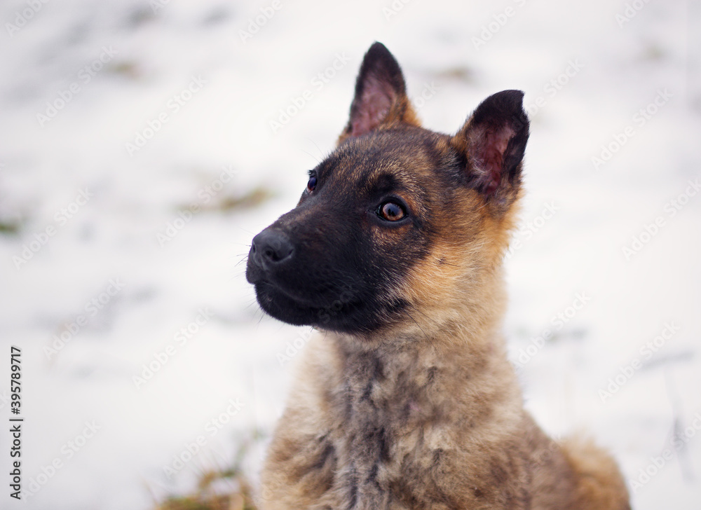 Cute german shepherd puppy dog portrait Cute german shepherd puppy dog portrait