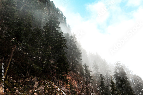 Misty trees in mountains