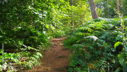 Dirt path in green forest