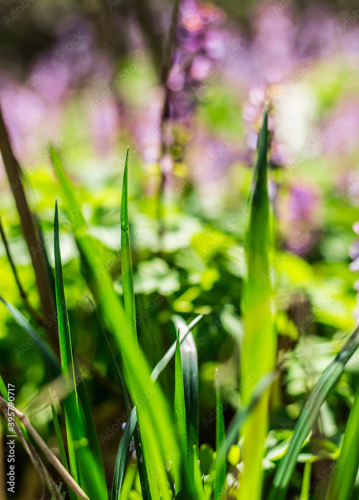 Fototapeta premium Green grass on a flower field in Spring