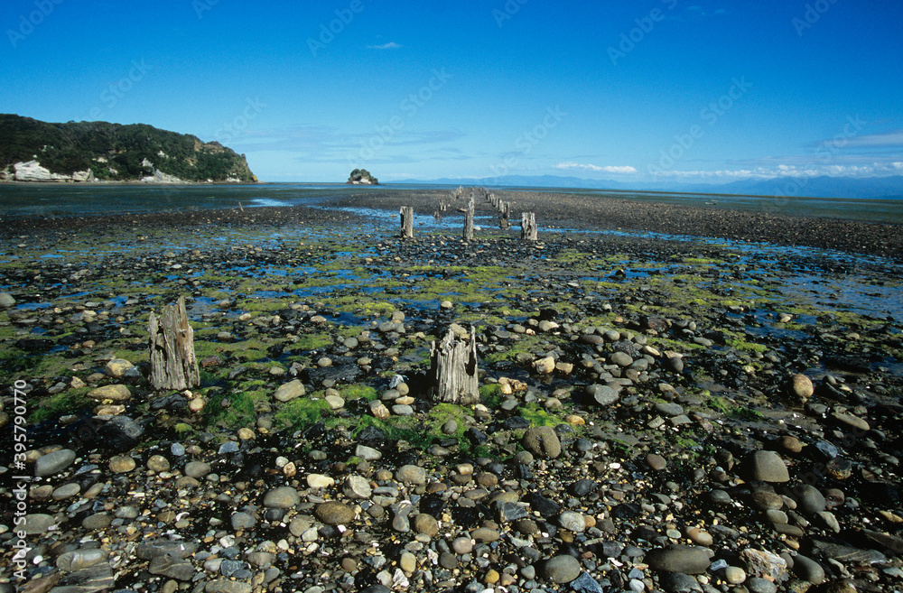 Stumps on stone beach