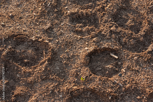horse hoof prints on the ground