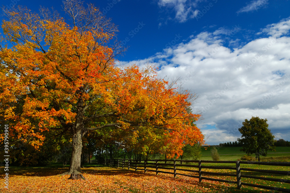 Naklejka premium Red Maple tree with half the leaves fallen