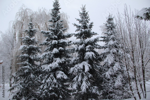 snow on the branches of Christmas trees and trees © Elena