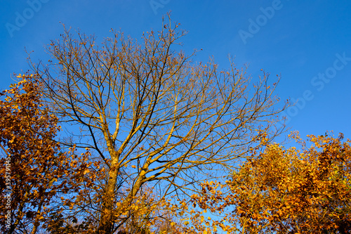 Trees in autumn in front of the sky