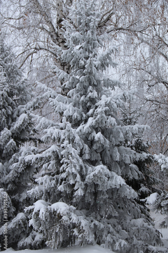 snow on the branches of Christmas trees and trees snow on the branches of Christmas trees and trees