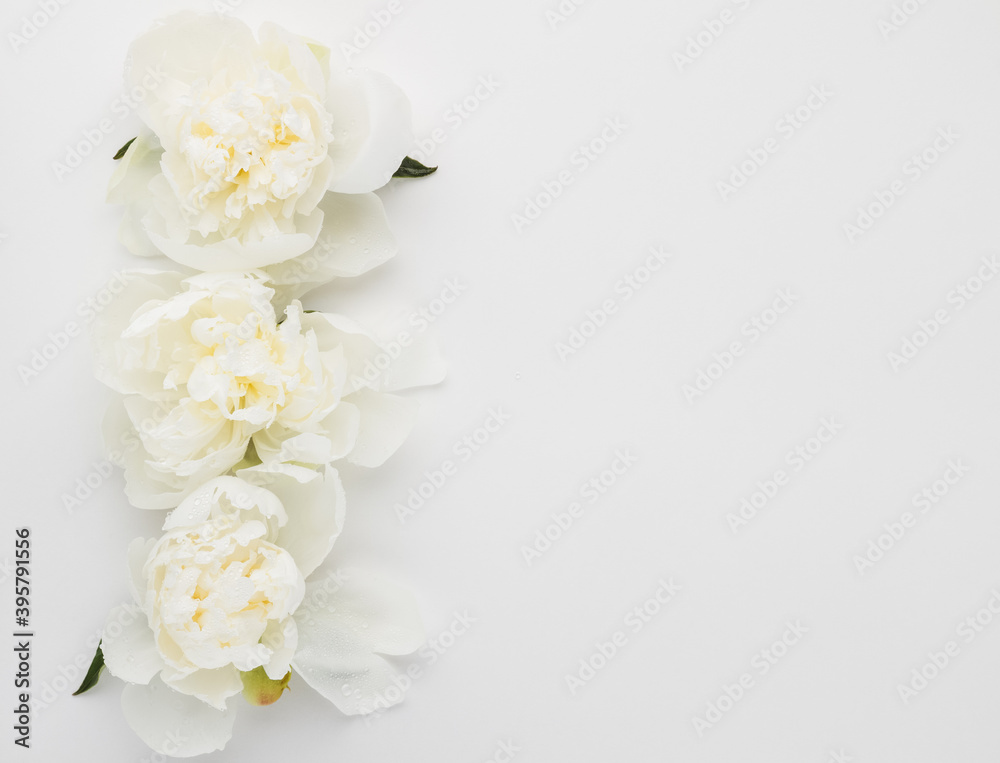 Minimalistic close-up photo of three white delicate peonies flat lay on a white background