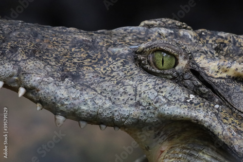 Close up head crocodile is show eye in thailand.