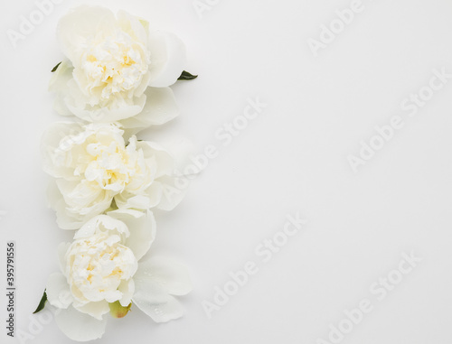 Minimalistic close-up photo of three white delicate peonies flat lay on a white background