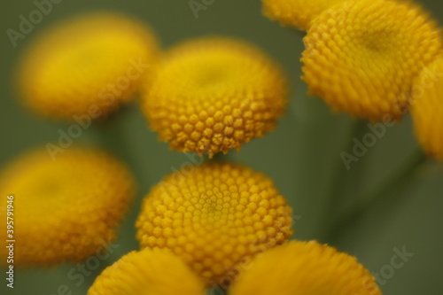 żółte kwiatki makro jesień photo