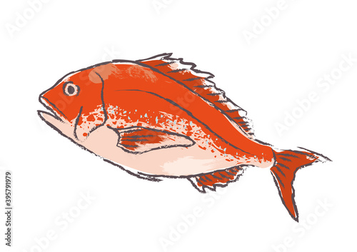 筆で描いたような鯛のイラスト