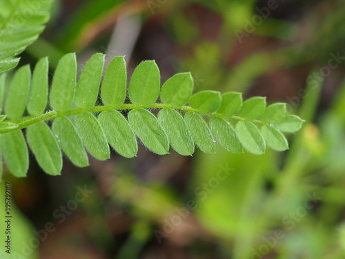 Yellow Serradella (Ornithopus compressus) photo