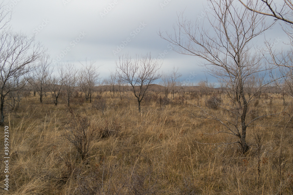 Beautiful autumn landscape in the steppe. Trees and grass. Forest Steppe. Blue Sky. Elm Beautiful autumn landscape in the steppe. Trees and grass. Forest Steppe. Blue Sky. Elm