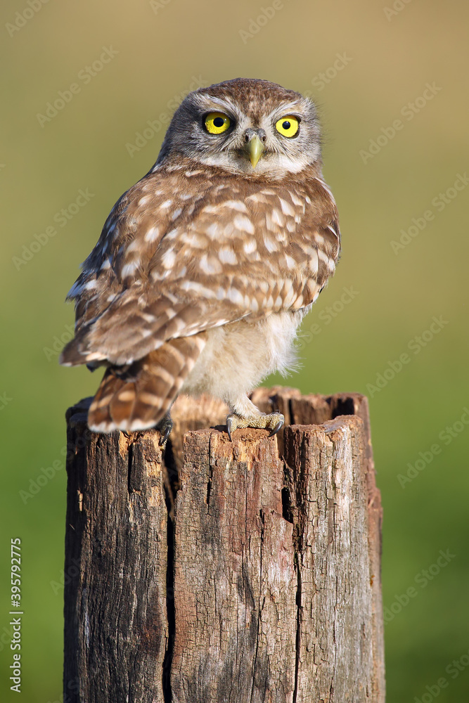Obraz premium The little owl (Athene noctua) sitting on the stump with a green background.Little owl with yellow eyes on a green background.