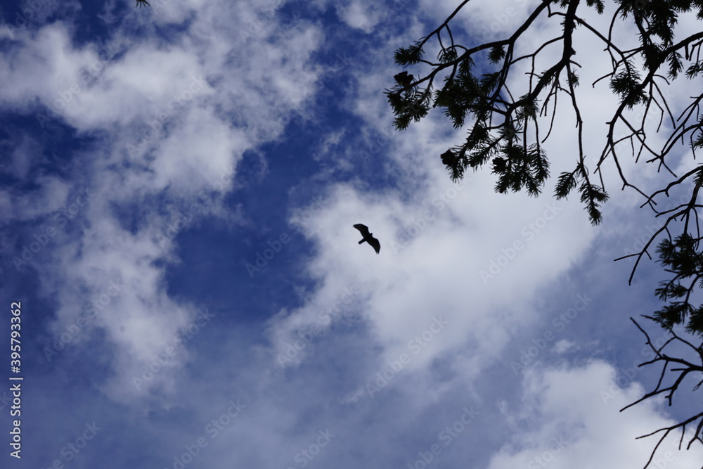 GRAND CANYON SOUTH RIM ARIZONA CROW GRAND CANYON SOUTH RIM ARIZONA CROW