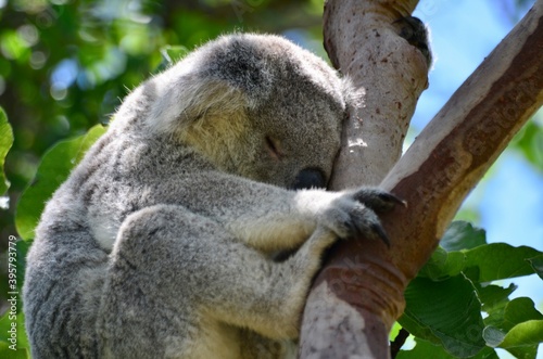 Fototapeta Naklejka Na Ścianę i Meble -  Small koala sleeping in a eucalyptus tree. Magnetic Island, Australia