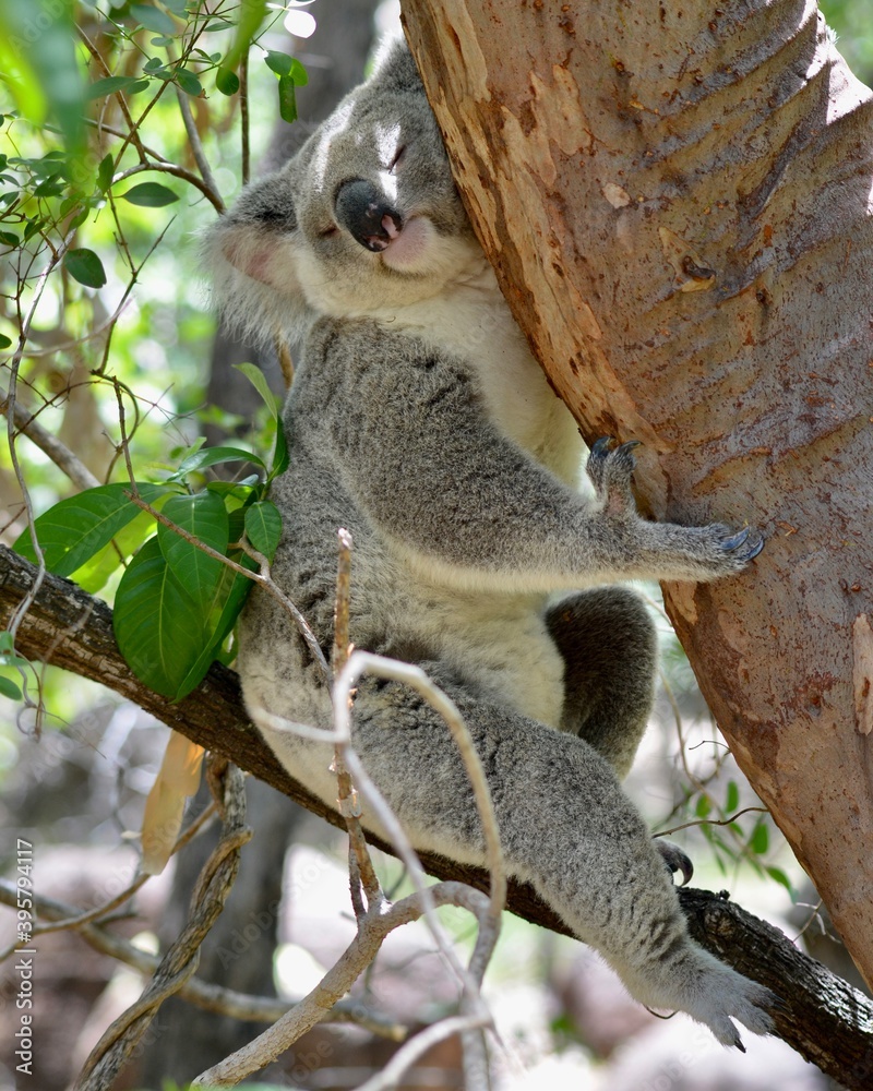 Fototapeta premium Small koala sleeping in a eucalyptus tree. Magnetic Island, Australia