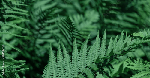 Cover natural floral fern background.
