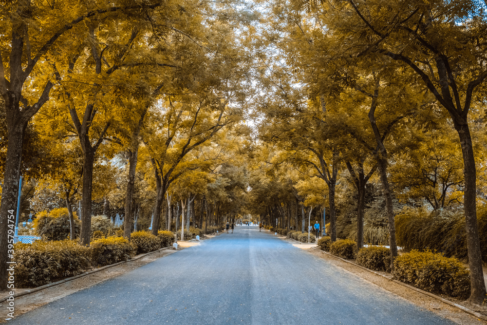 Fototapeta premium Panoramic of a path surrounded by trees.