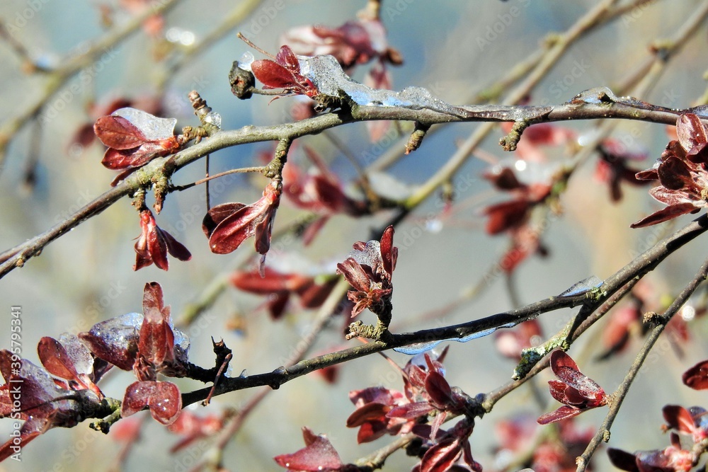 Frühling, Frost, Natur, April, Blumen Frühling, Frost, Natur, April, Blumen