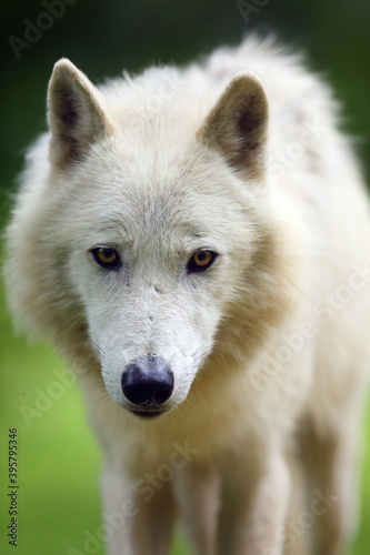 The Arctic wolf  Canis lupus arctos  portrait.Portrait of a white wolf with yellow eyes.
