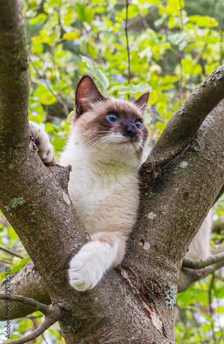 thai small cat in the tree