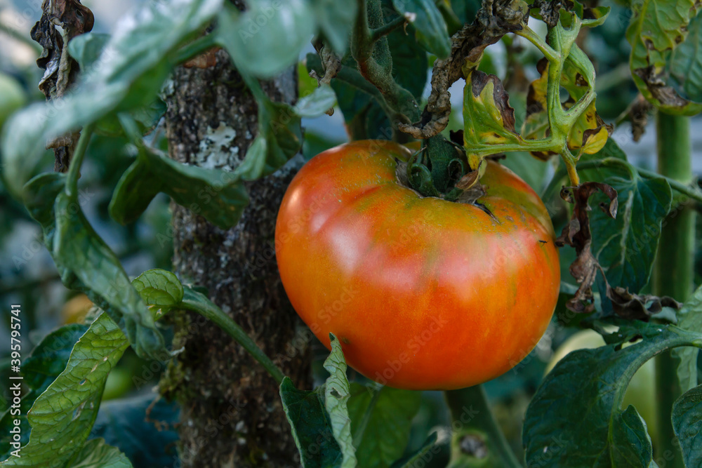 Red tomato fruit