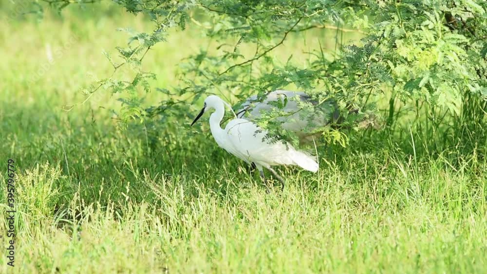 little egret or Egretta garzetta in natural green background at keoladeo national park or bharatpur bird sanctuary rajasthan india little egret or Egretta garzetta in natural green background at keoladeo national park or bharatpur bird sanctuary rajasthan india