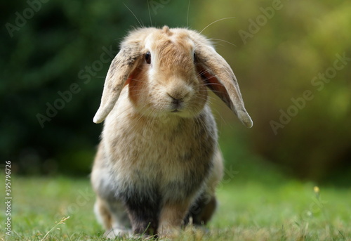 Fotografía dwarf ram rabbit in garden, sitting on green grass, cute bunny