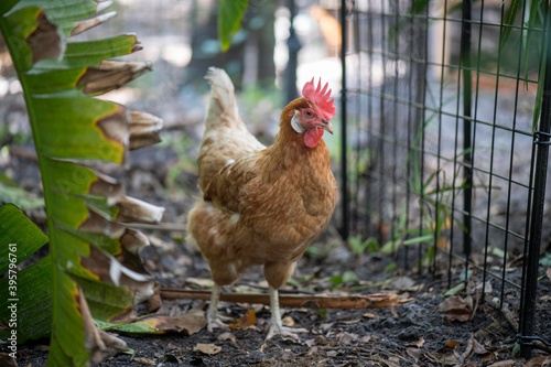 Whiting's True Green hen