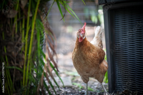 Whiting's True Green hen