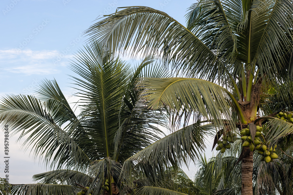 Fototapeta premium Coconut tree in the garden under the daylight sky