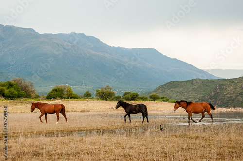 horses eating grass in the field on the banks of the river, cloudy day at the foot of the mountains in autumn