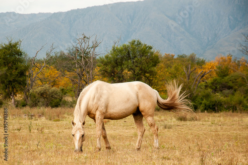 horses eating grass in the field on the banks of the river, cloudy day at the foot of the mountains in autumn