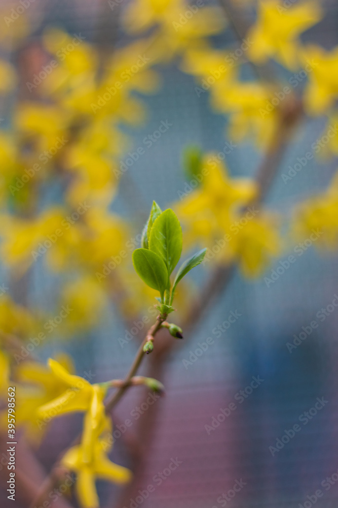 yellow leaves on a tree yellow leaves on a tree