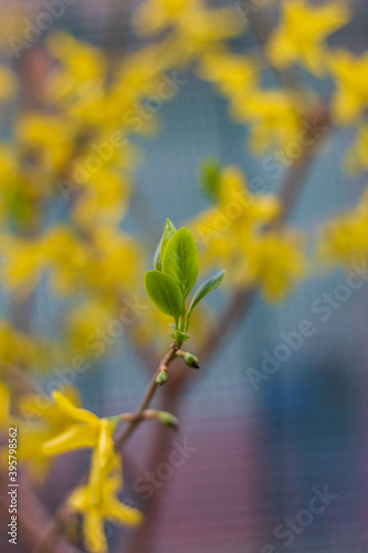 yellow leaves on a tree