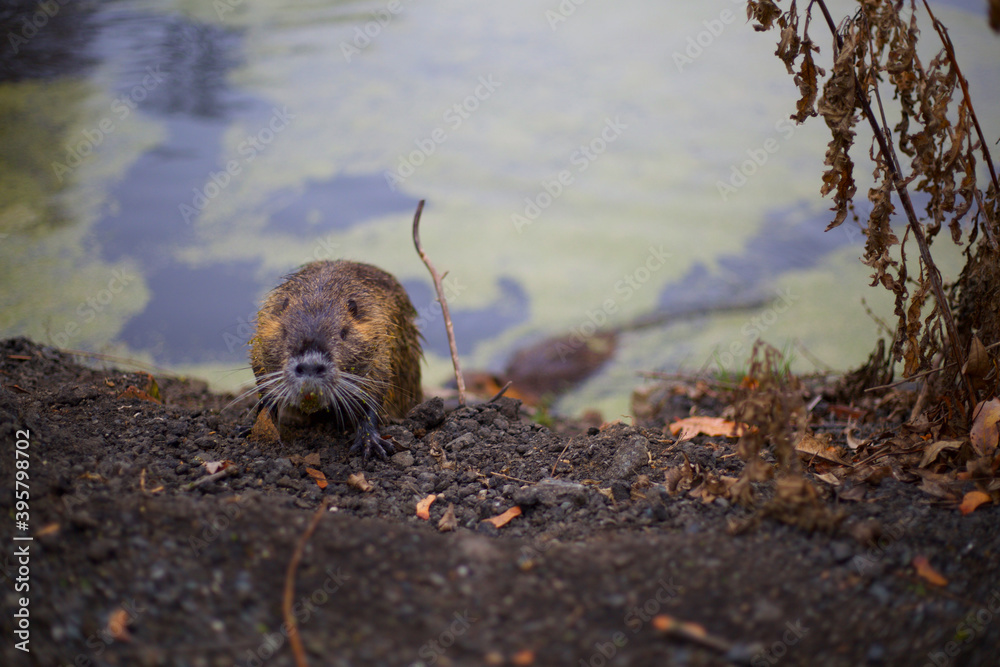 Obraz premium A coypu in wild nature 