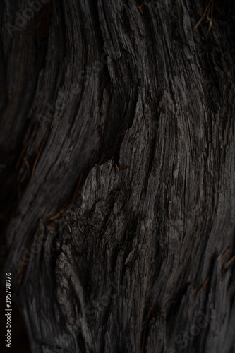 Dark grey wooden texture in autumn forest