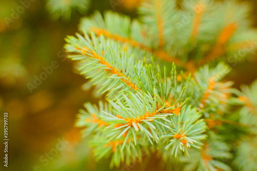 close up of pine needles, green leaves, 
