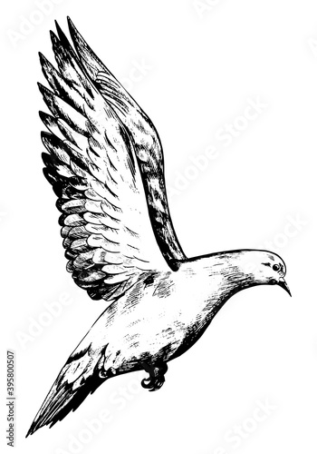 Flying dove, pigeon. Realistic ink sketch of wild bird. Hand drawn vector illustration in vintage, engraving style. Black contour element isolated on white, for design, print, card, decor, tattoo etc.