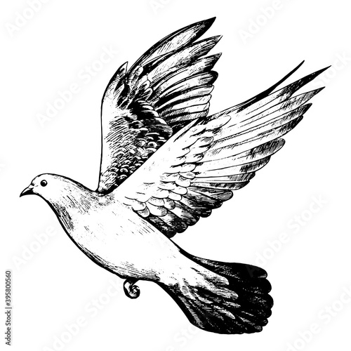 Flying dove, pigeon. Realistic ink sketch of wild bird. Hand drawn vector illustration in vintage, engraving style. Black contour element isolated on white, for design, print, card, decor, tattoo etc.