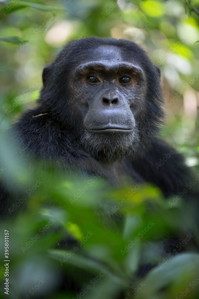 Portrait of wild african chimpanzee ape in tropical forest Portrait of wild african chimpanzee ape in tropical forest